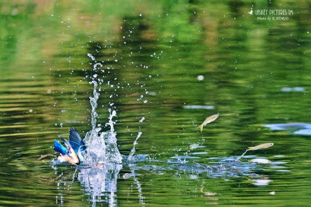 飛び込むカワセミに驚き逃げるオイカワ